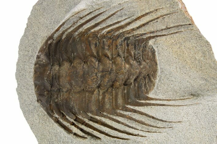 Spiny Selenopeltis Trilobite Fossil - Erfoud, Morocco #319937